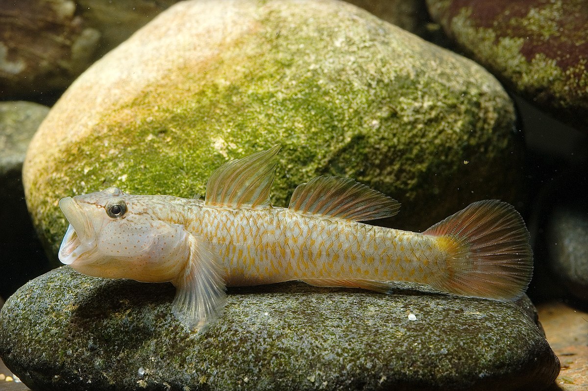 Rhinogobius