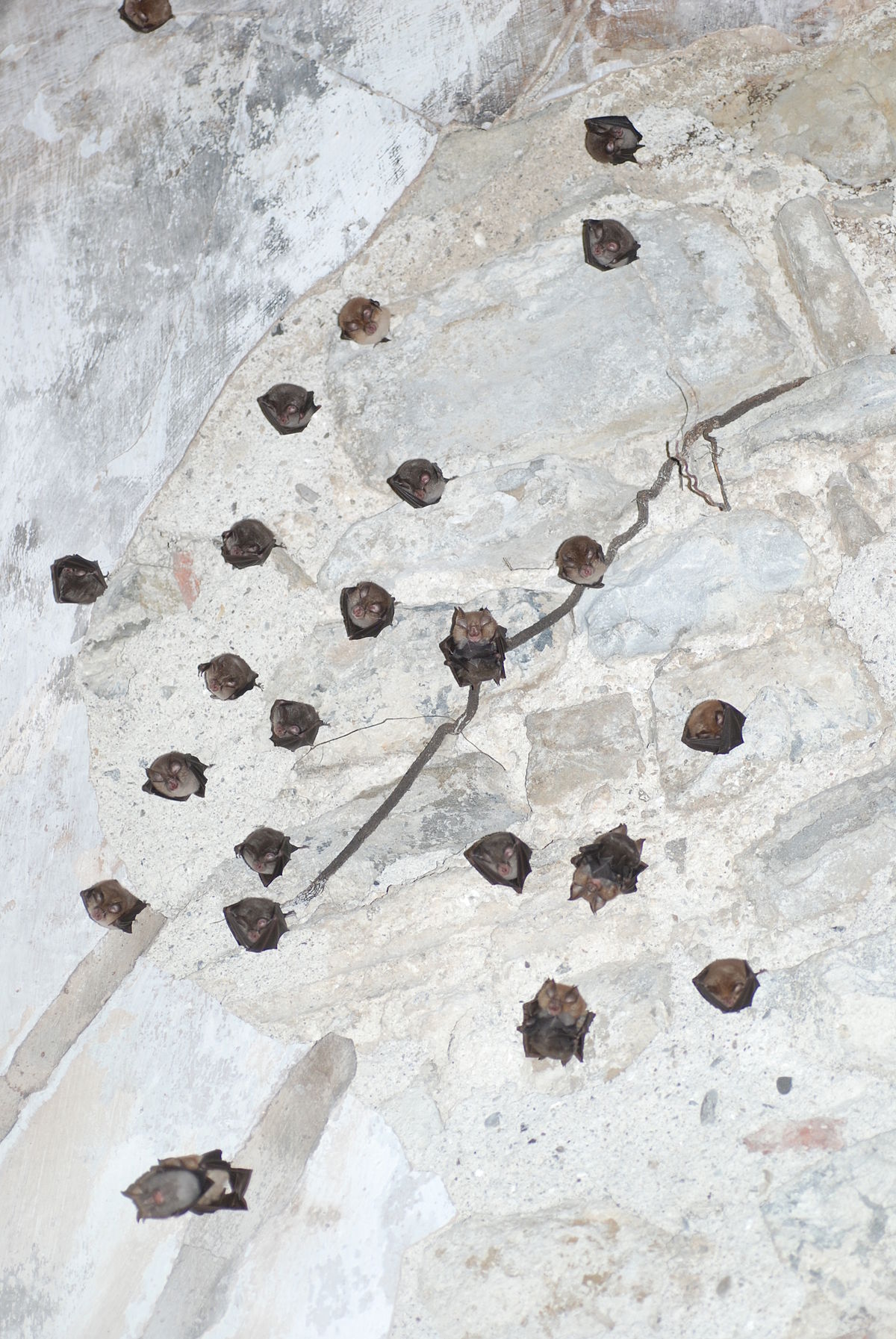 Rhinolophus hipposideros