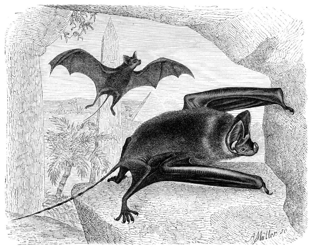 Rhinopoma