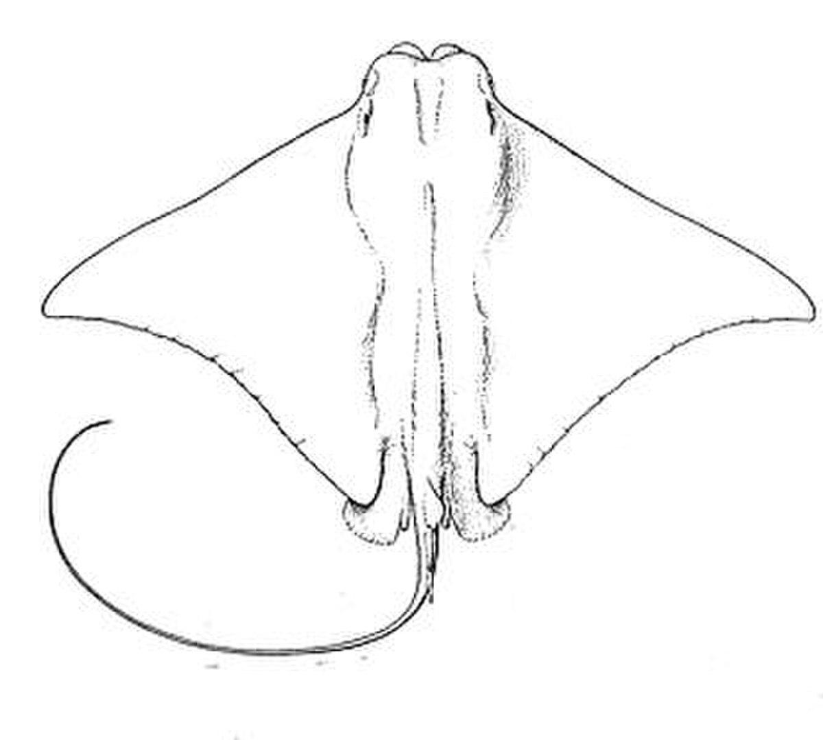 Rhinoptera