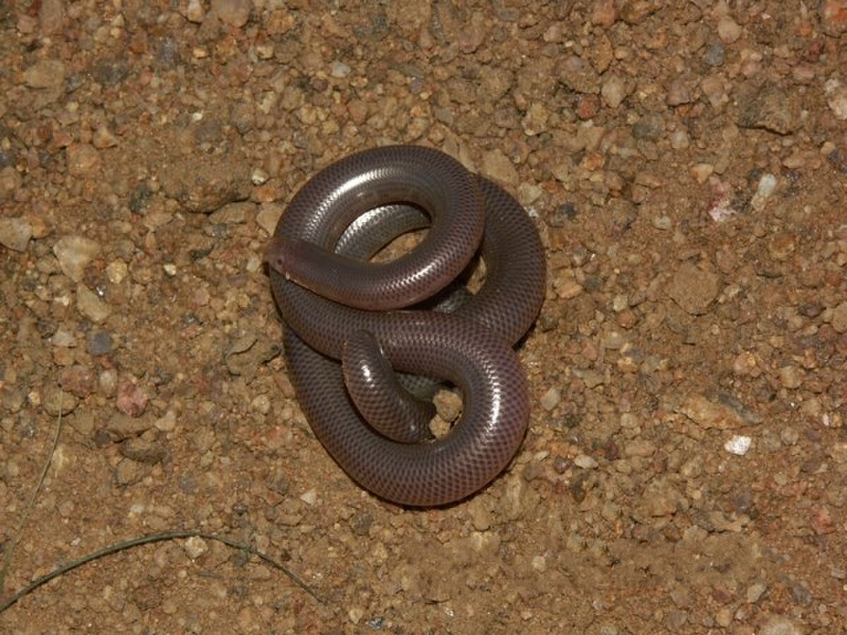 Rhinotyphlops