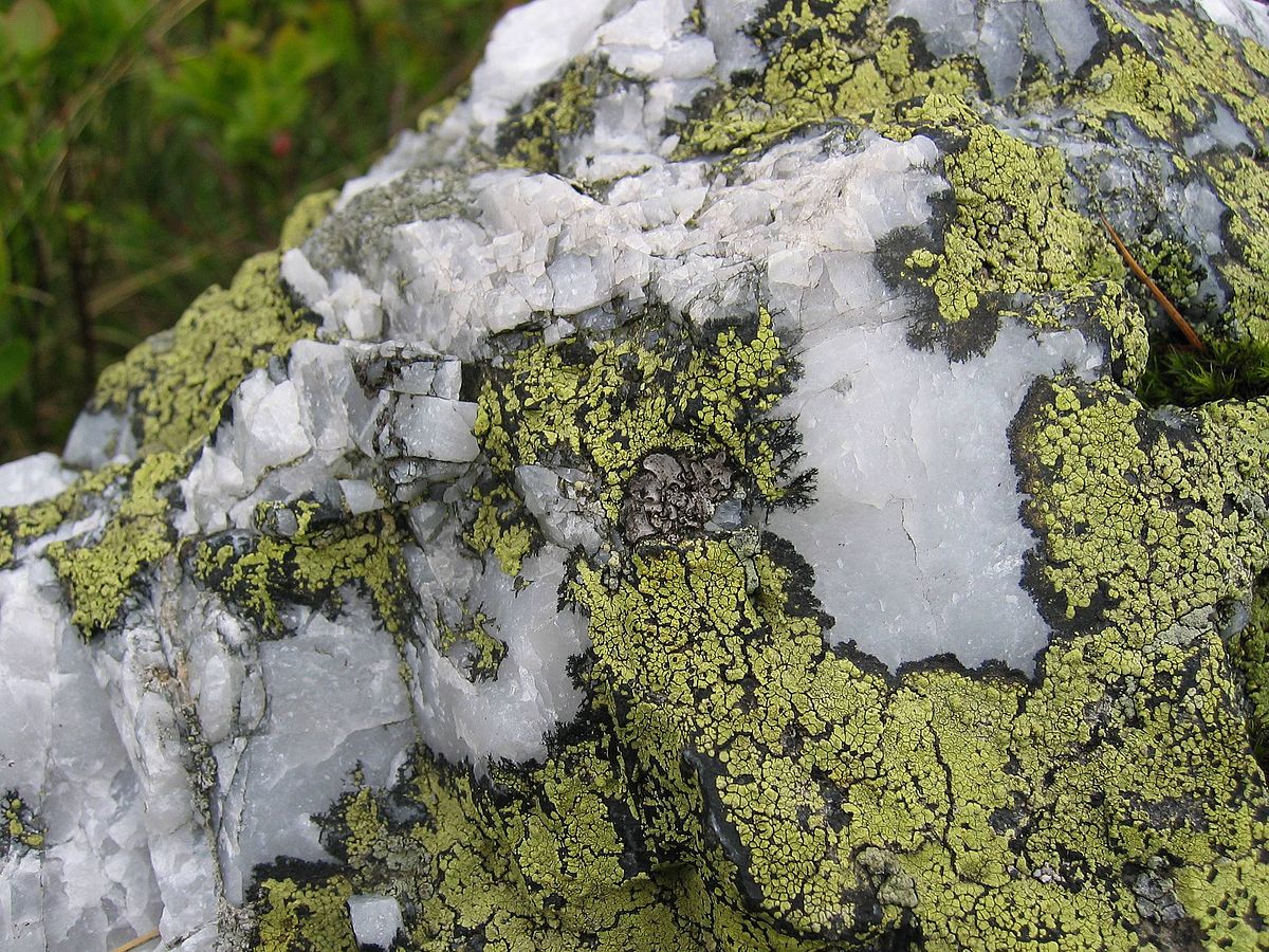 Rhizocarpon