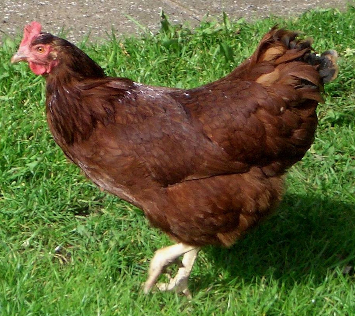 Liste des races de poules américaines