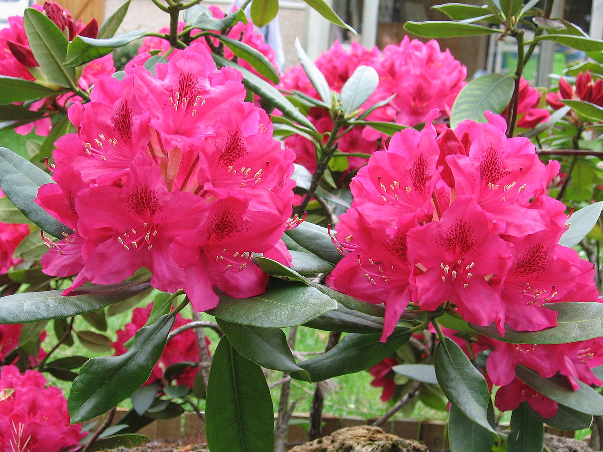 Rhodo.jpg