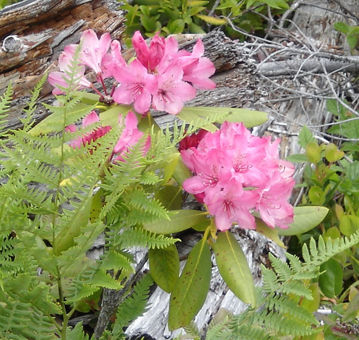 Rhododendron macrophyllum