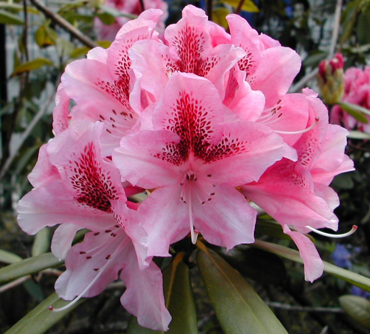 Rhododendron