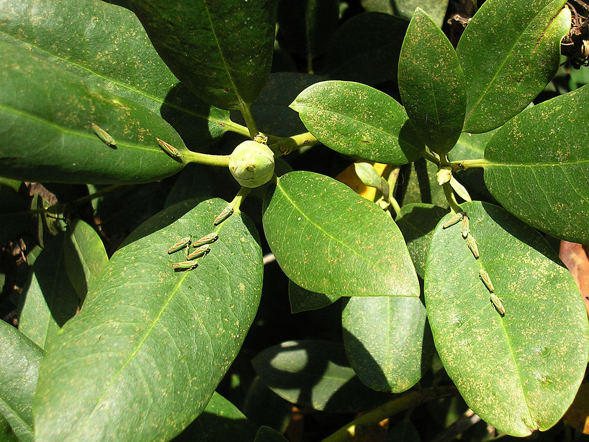 Rhododendroncicades (Graphocephala fennahi) - Kalheupink20061017 663.jpg