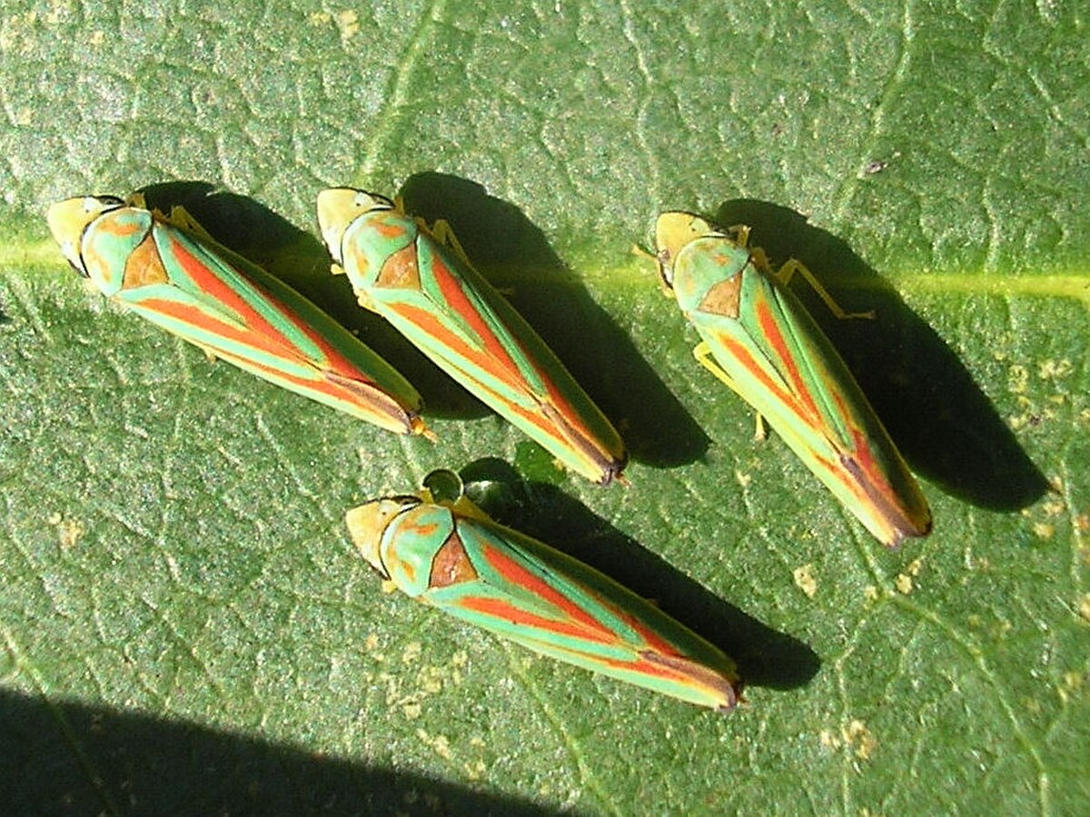 Rhododendroncicades (Graphocephala fennahi) - Kalheupink20061017 686 crop.jpg