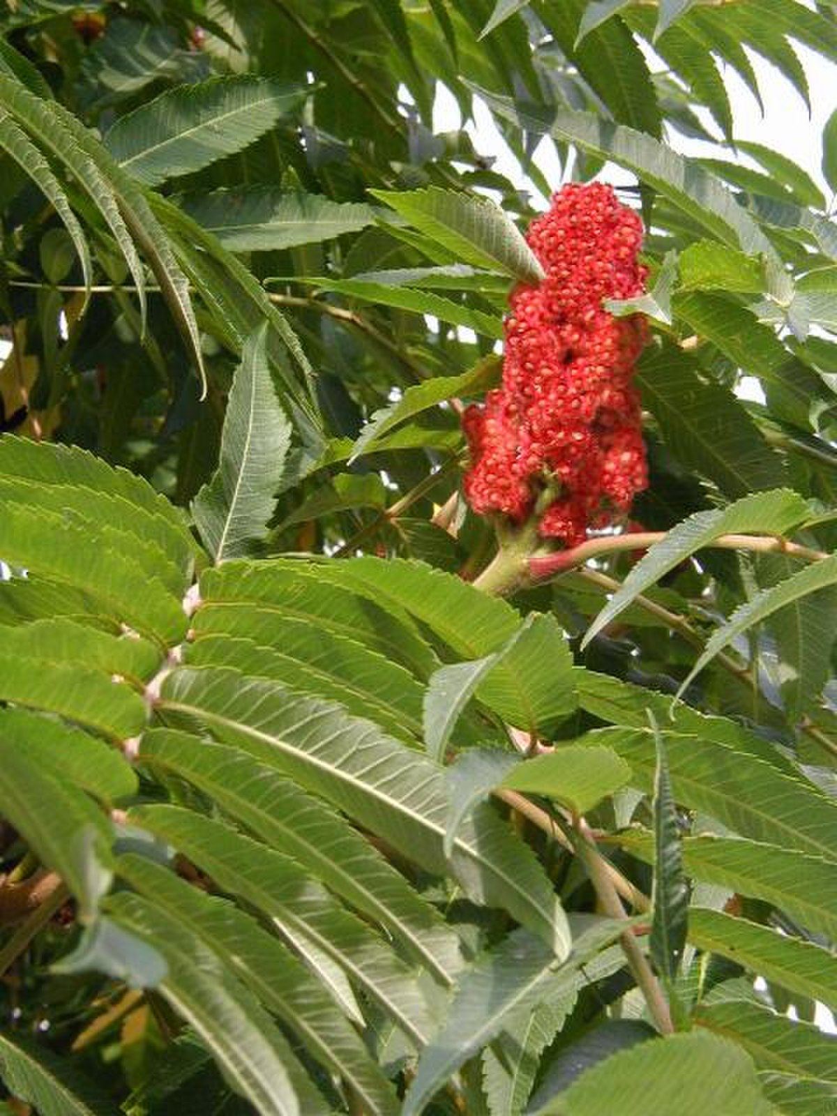 Rhus