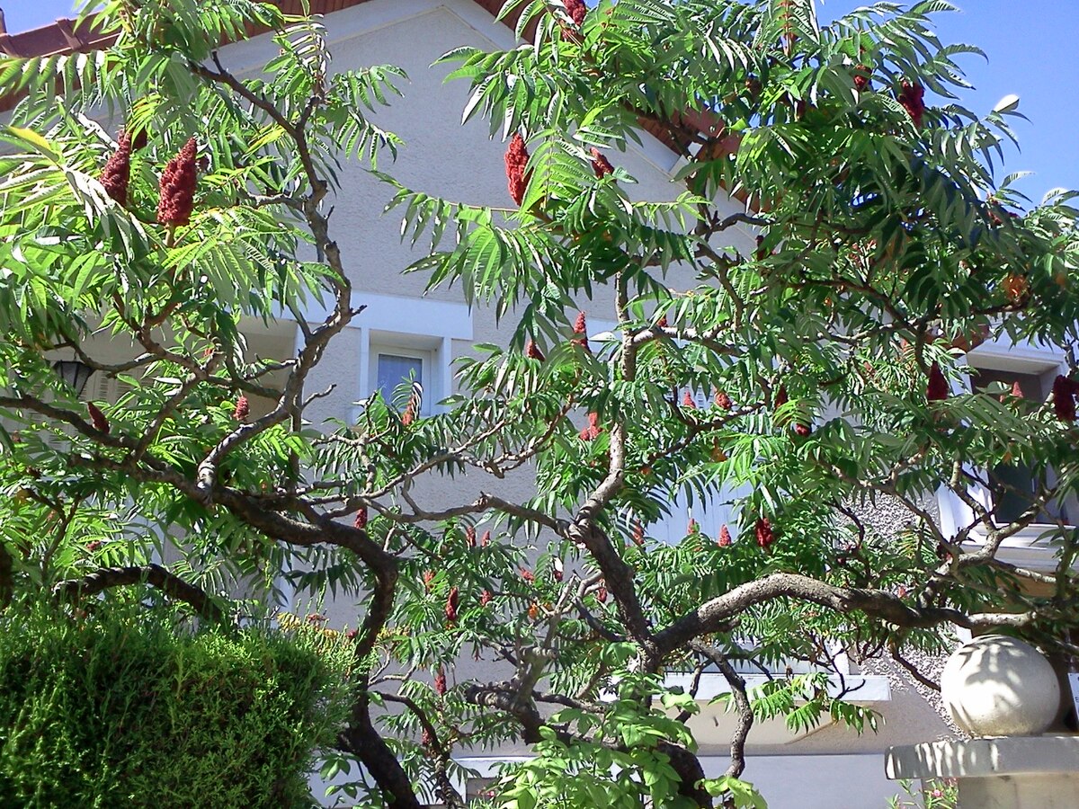 Sumac de Virginie