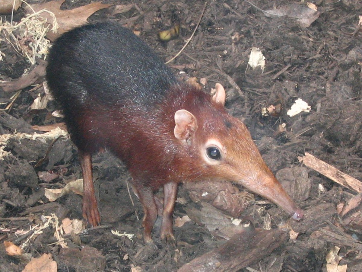 Rhynchocyon petersi