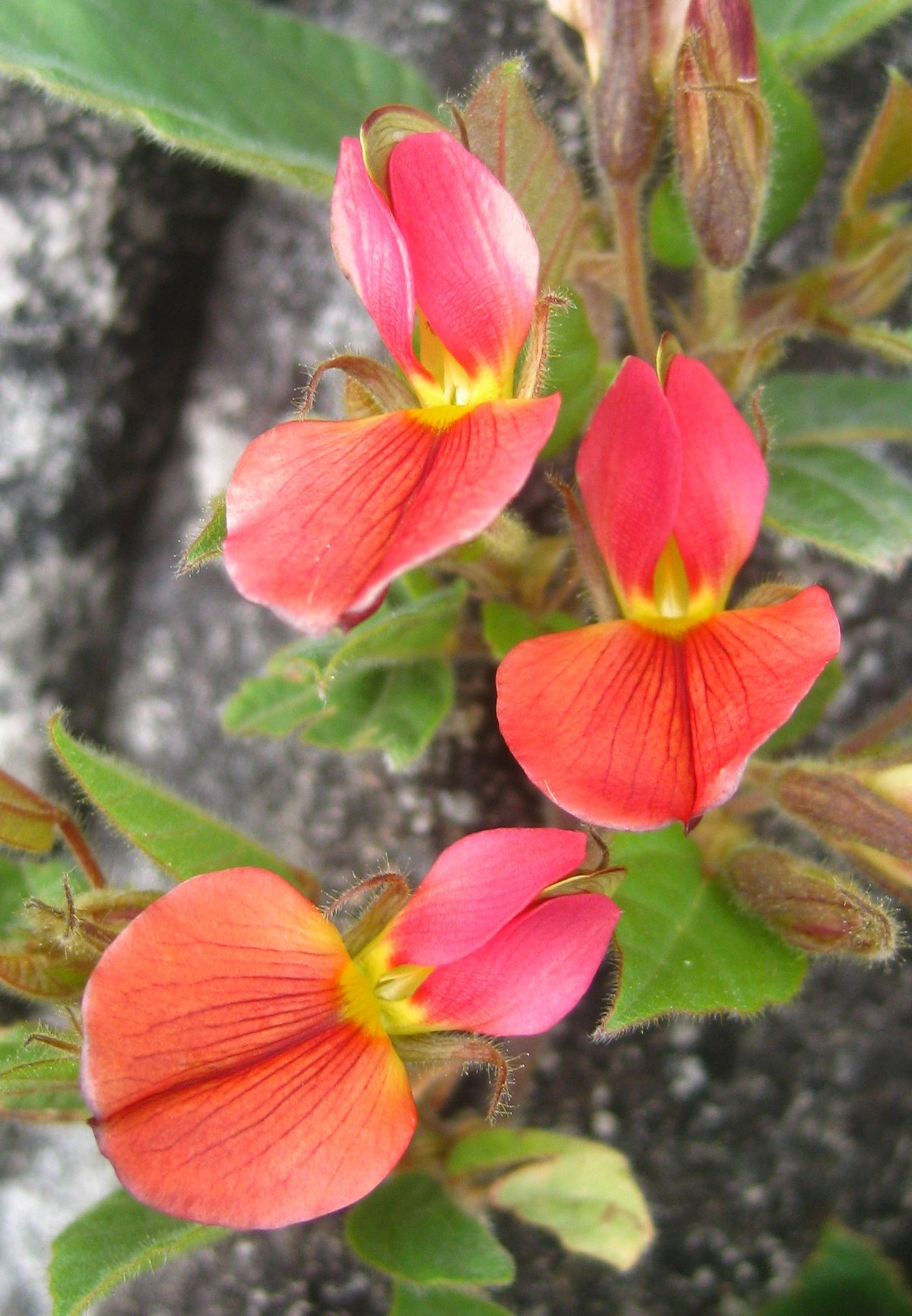 Rhynchosia