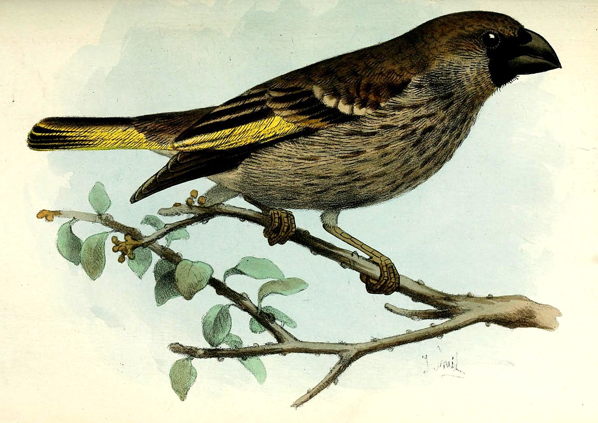 Grand-verdier à ailes d'or