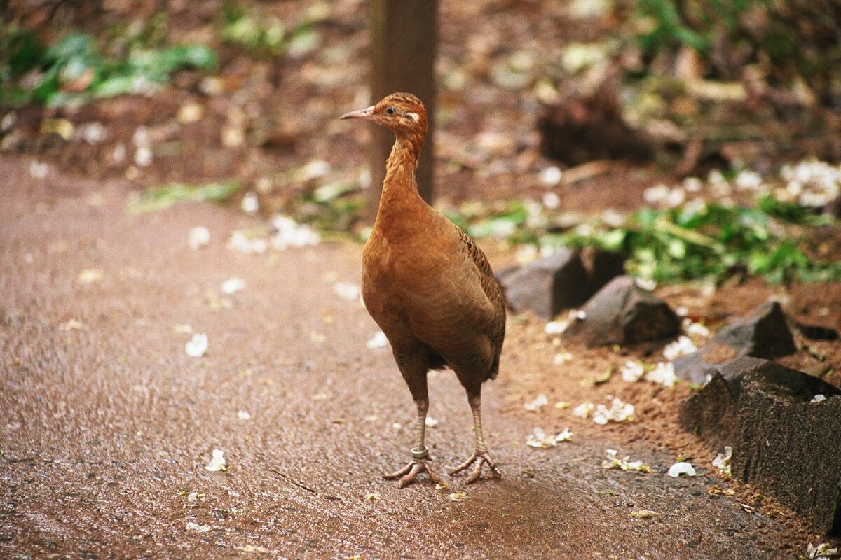 Rhynchotus