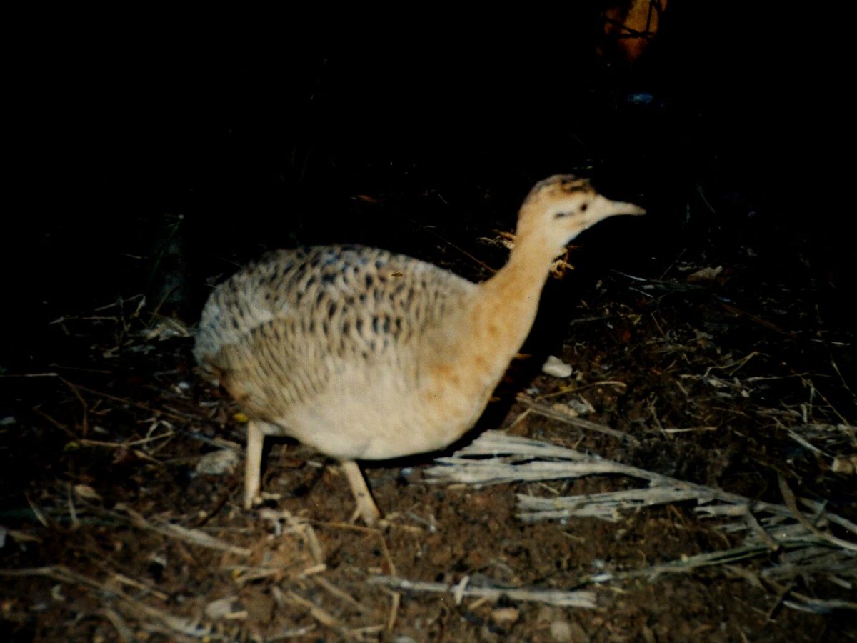 Tinamou isabelle