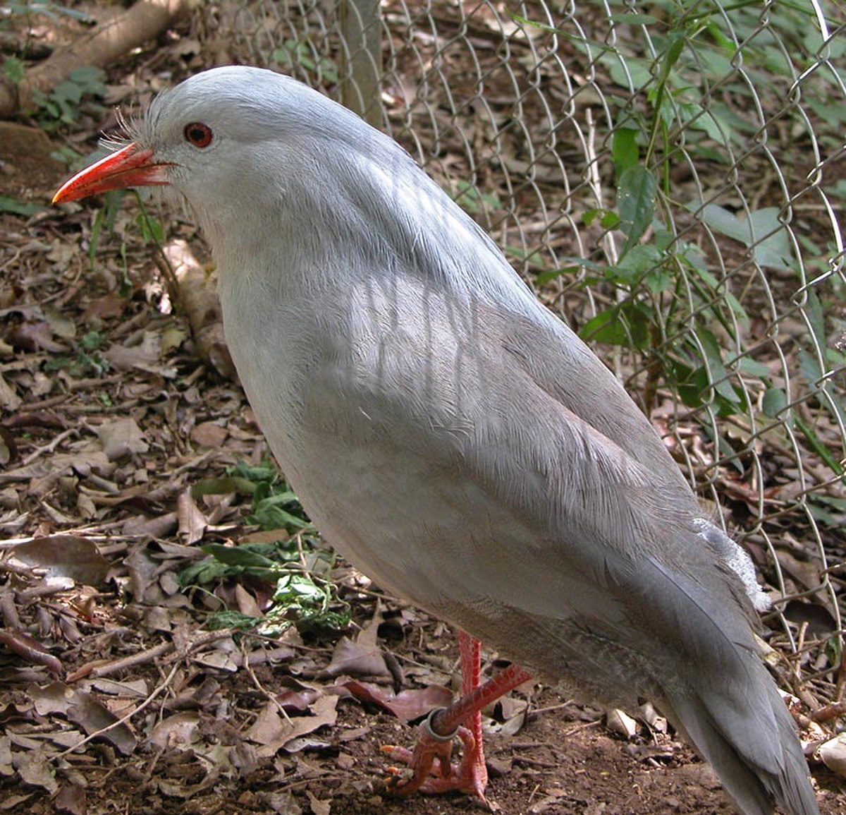 Kagou huppé