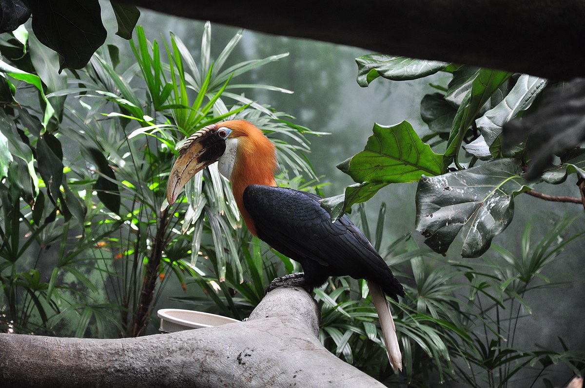 Rhyticeros plicatus -Lincoln Park Zoo-8a.jpg