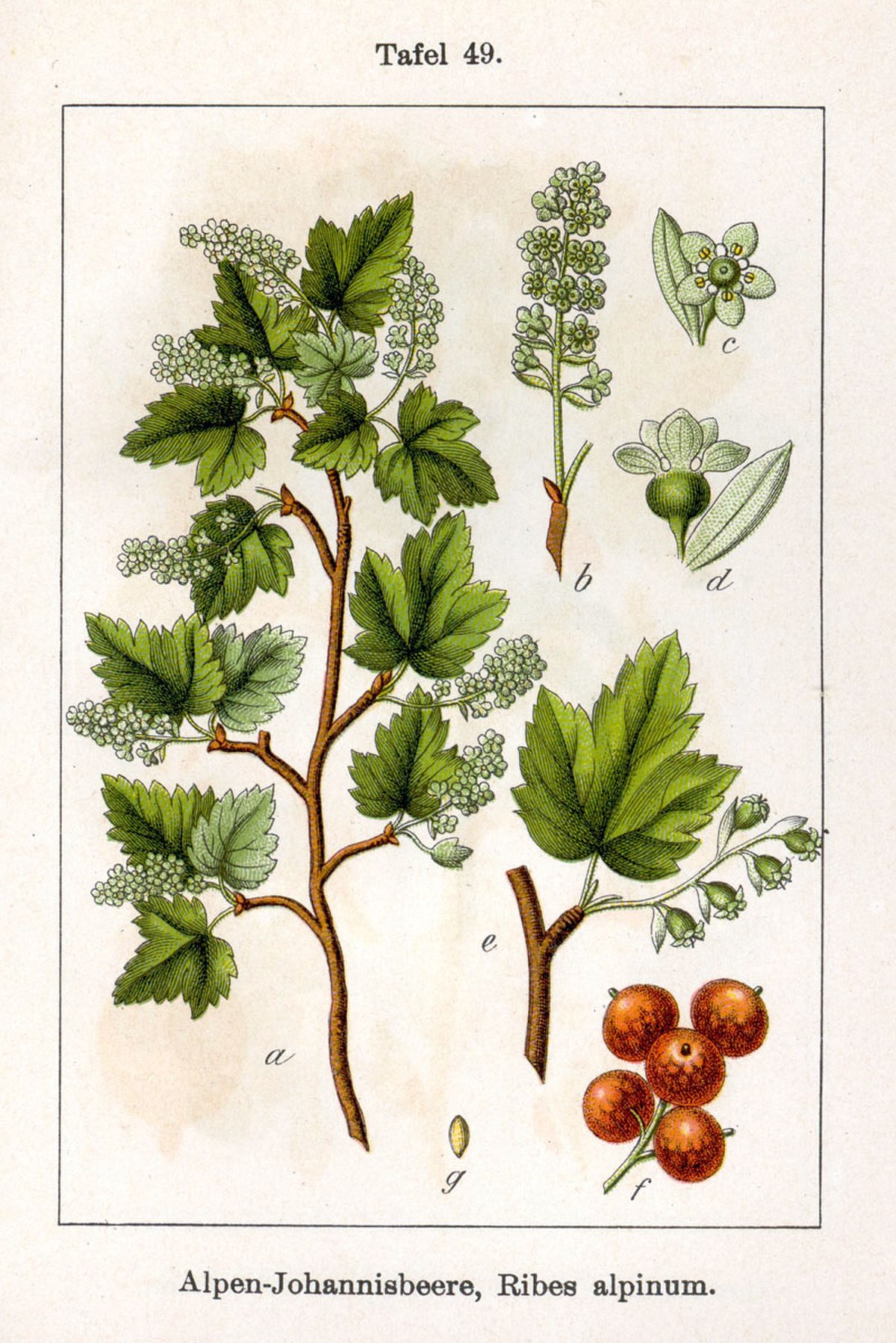 Groseillier