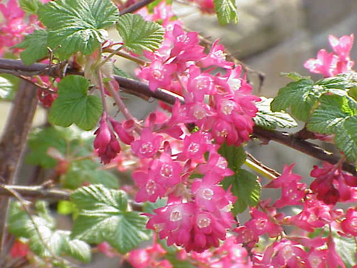 Grossulariaceae