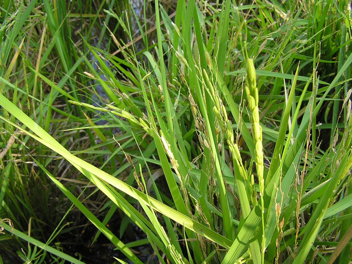 Riz