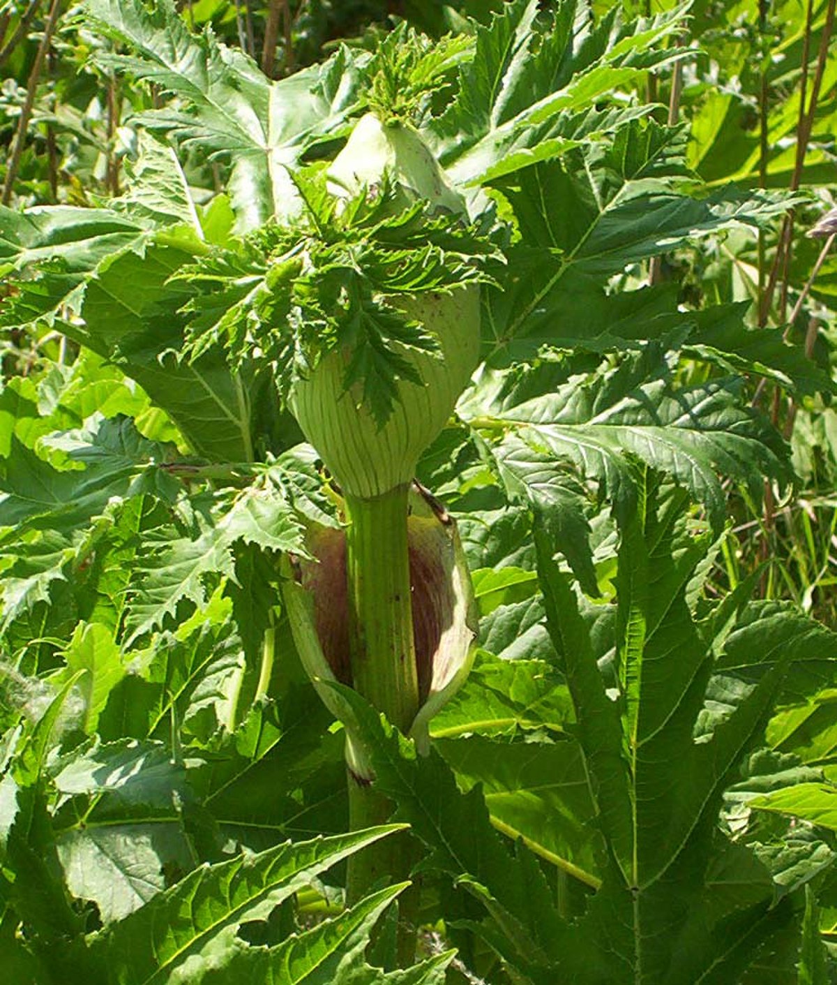 Riesen knospe.jpg