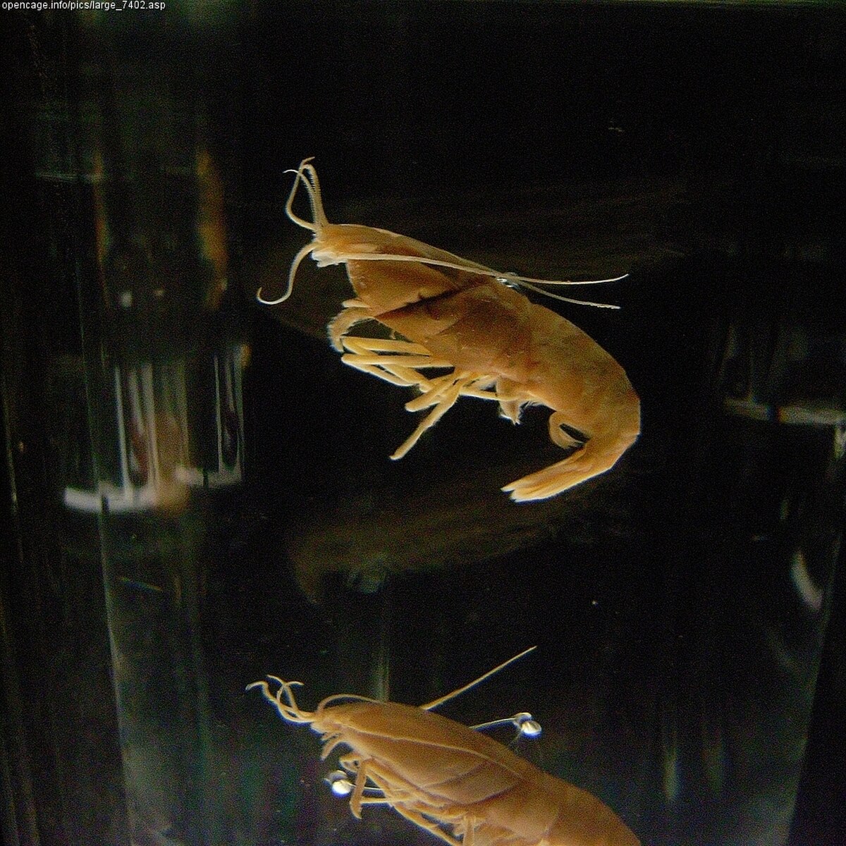 Alvinocarididae