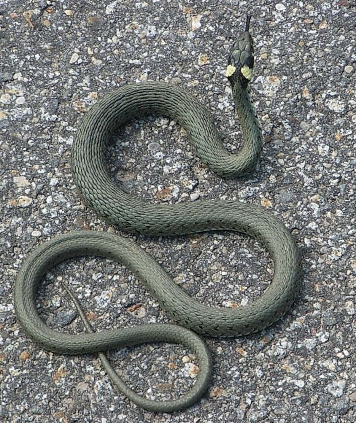Ringelnatter, züngelnd.JPG