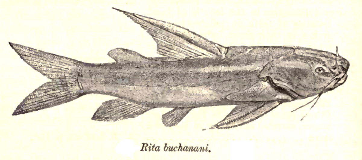 Bagridae