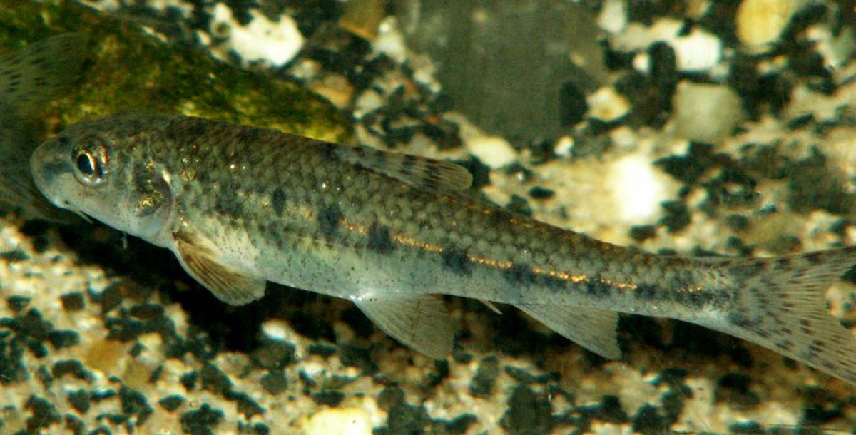 Goujon (poisson)