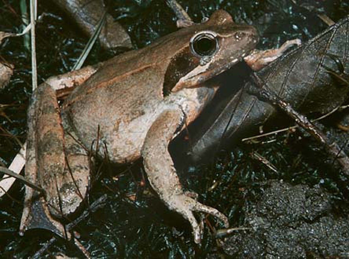 Rana latastei