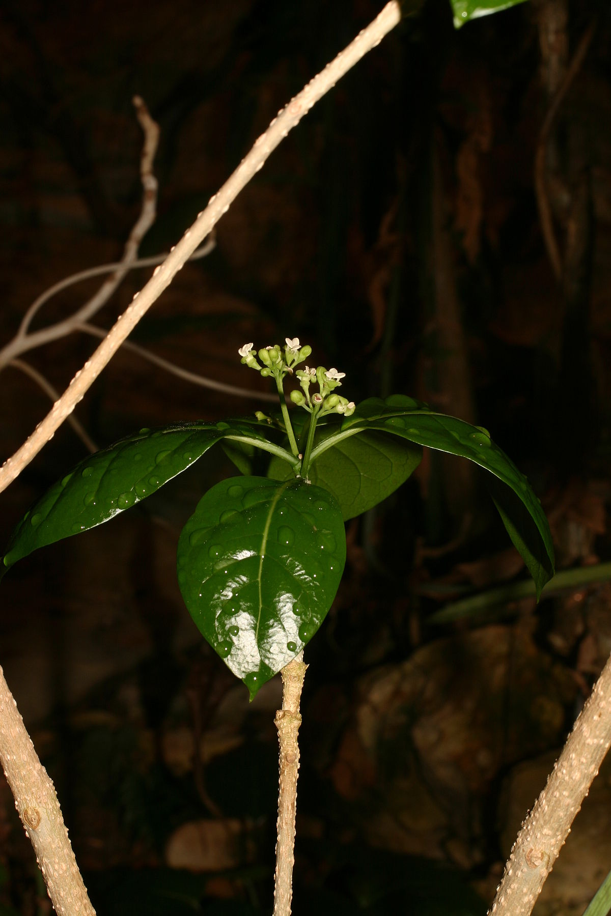 Montiniaceae