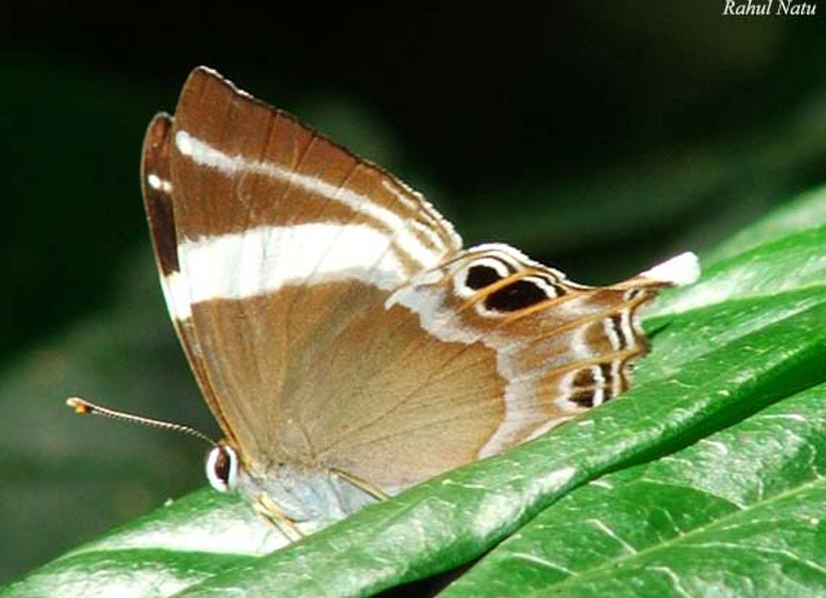 Riodininae