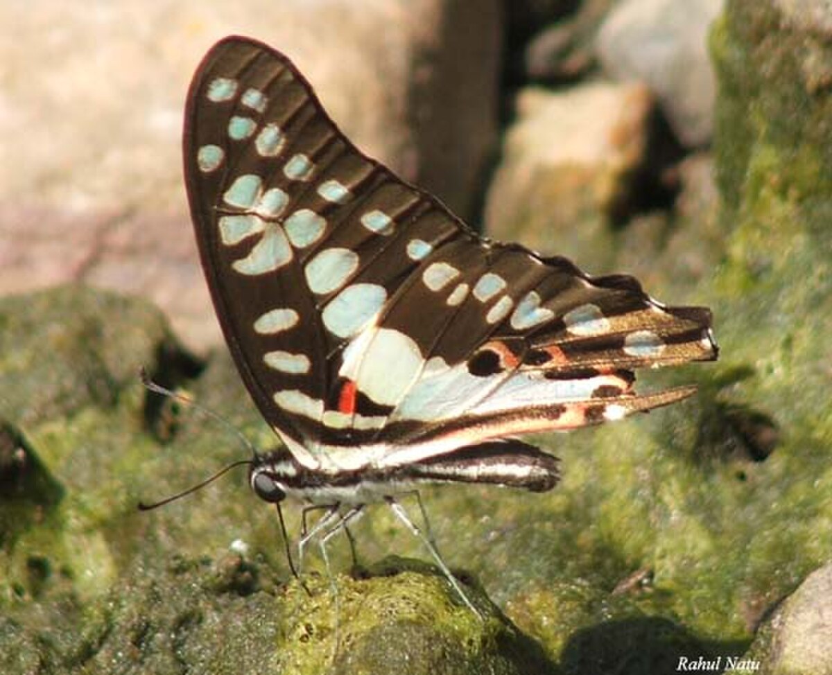 Graphium doson