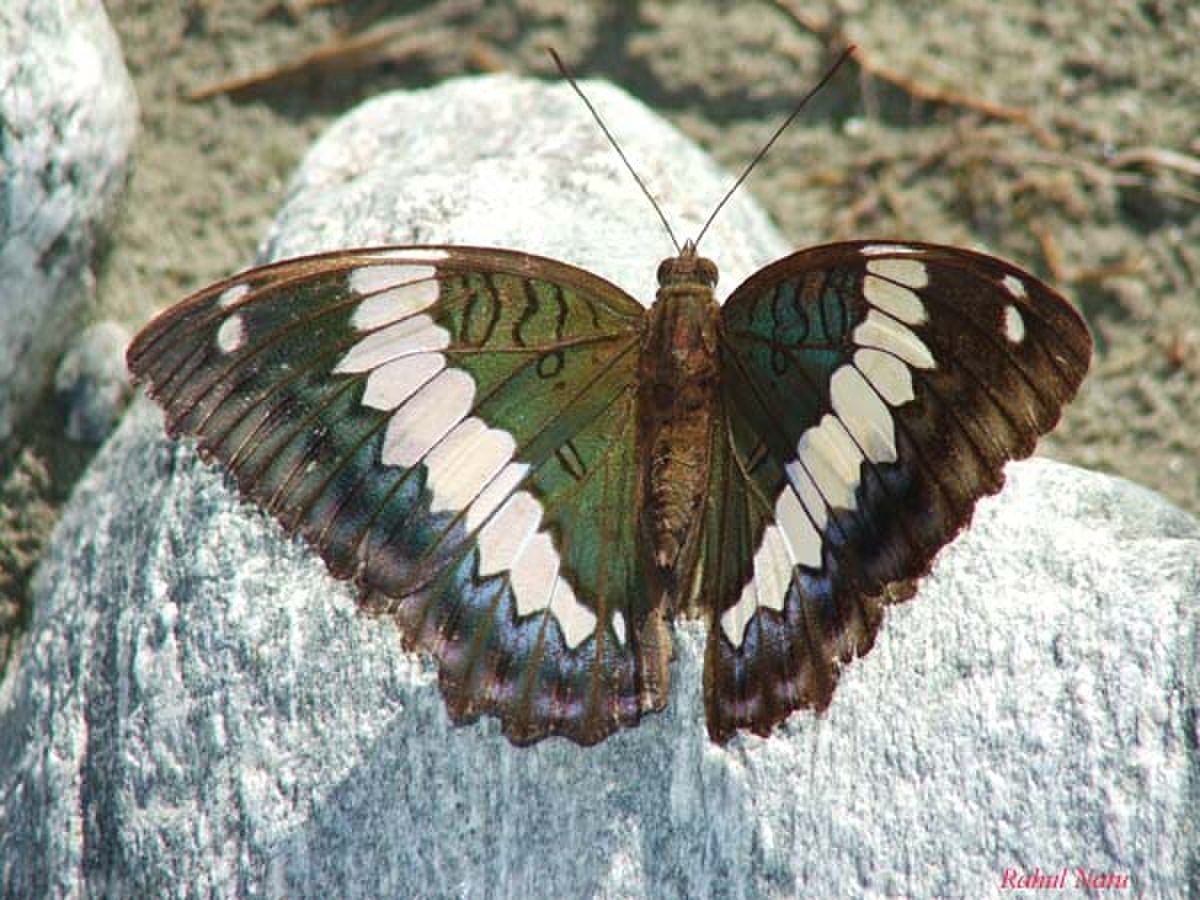 Euthalia