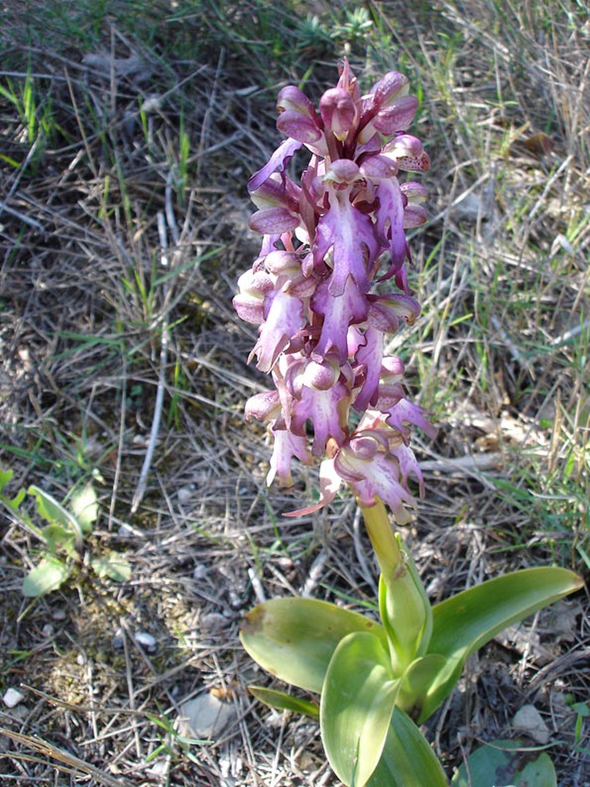 Orchis géant