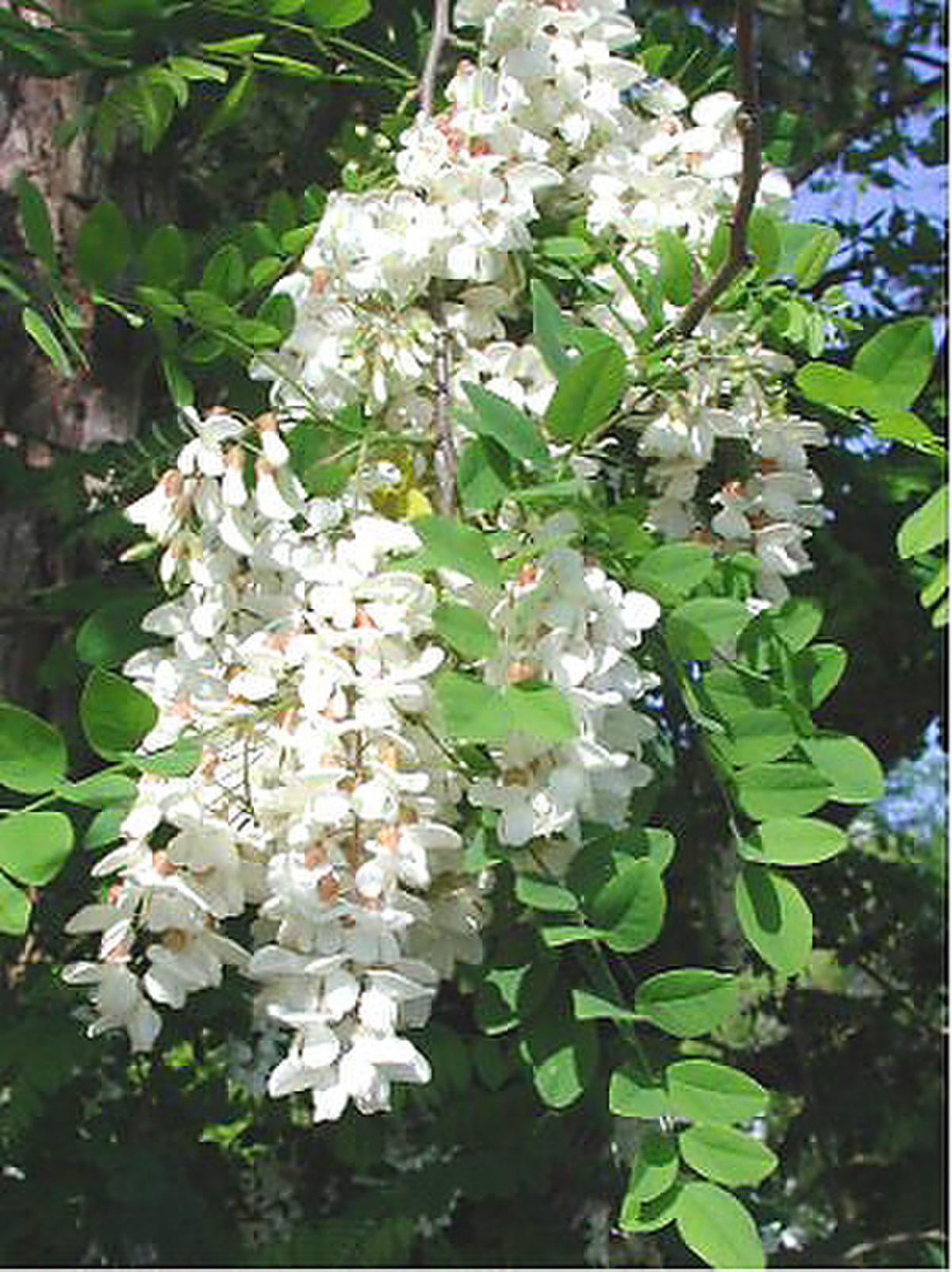 Robinier faux-acacia