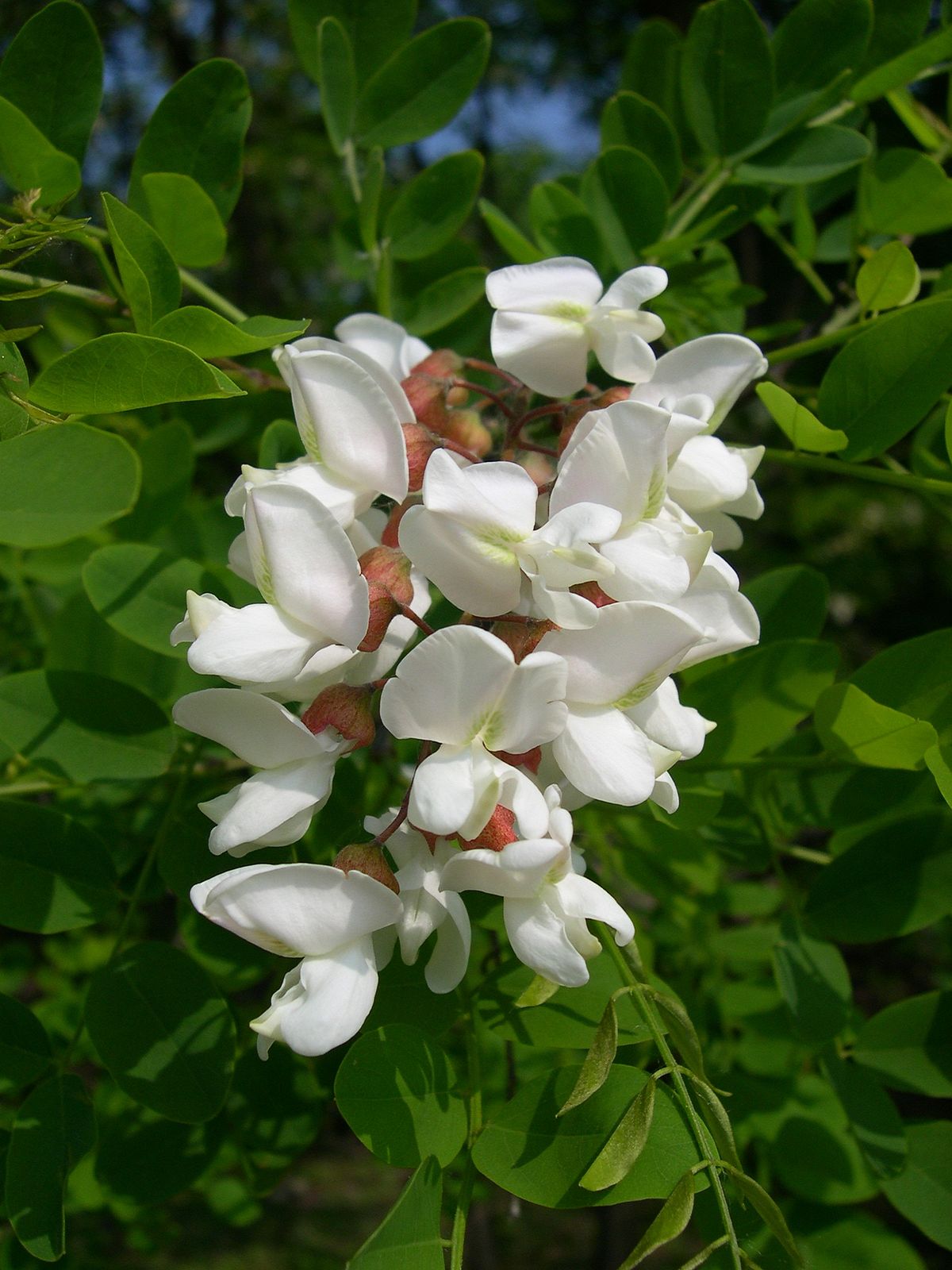 Robinia