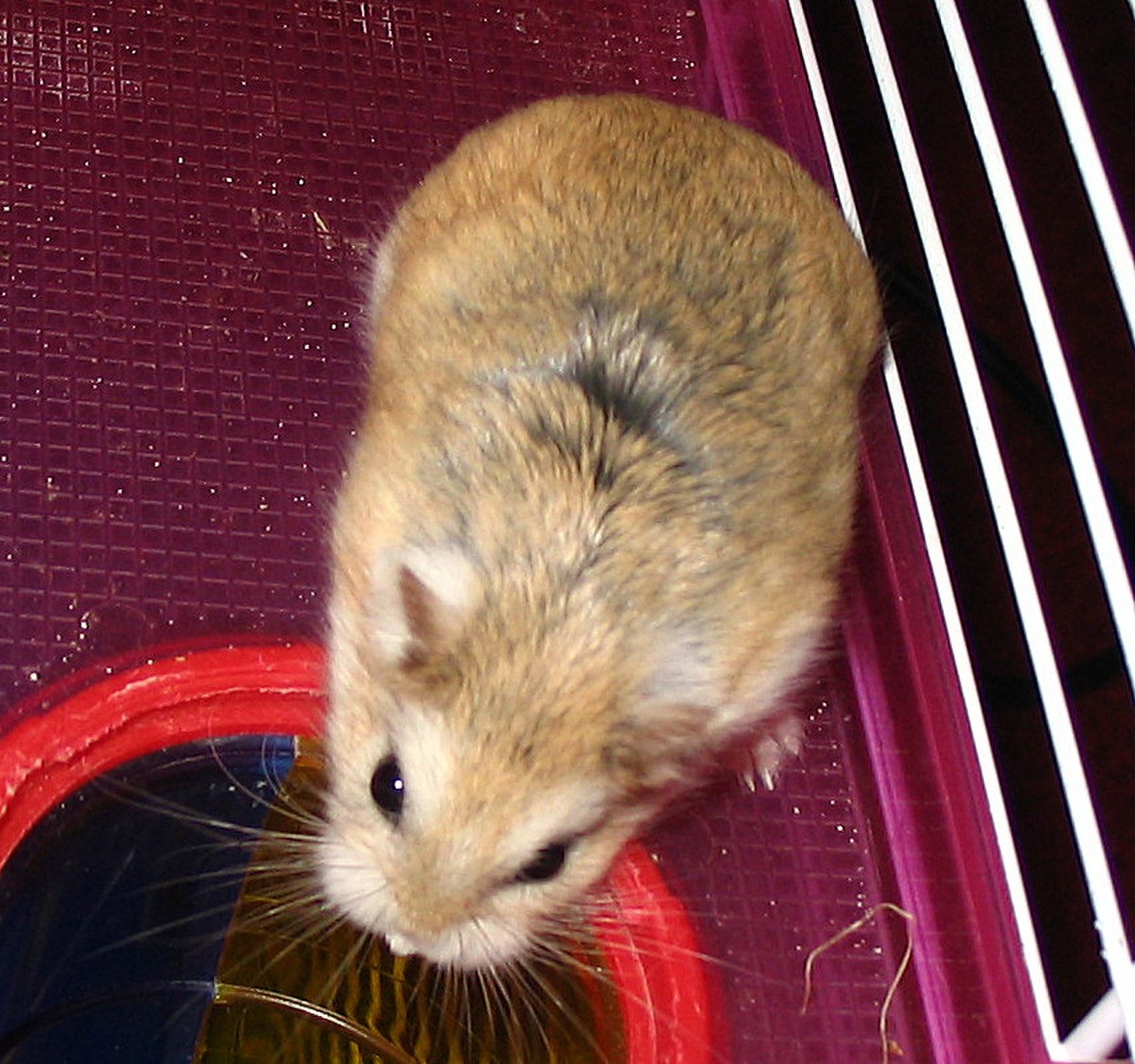 Hamster de Roborovski