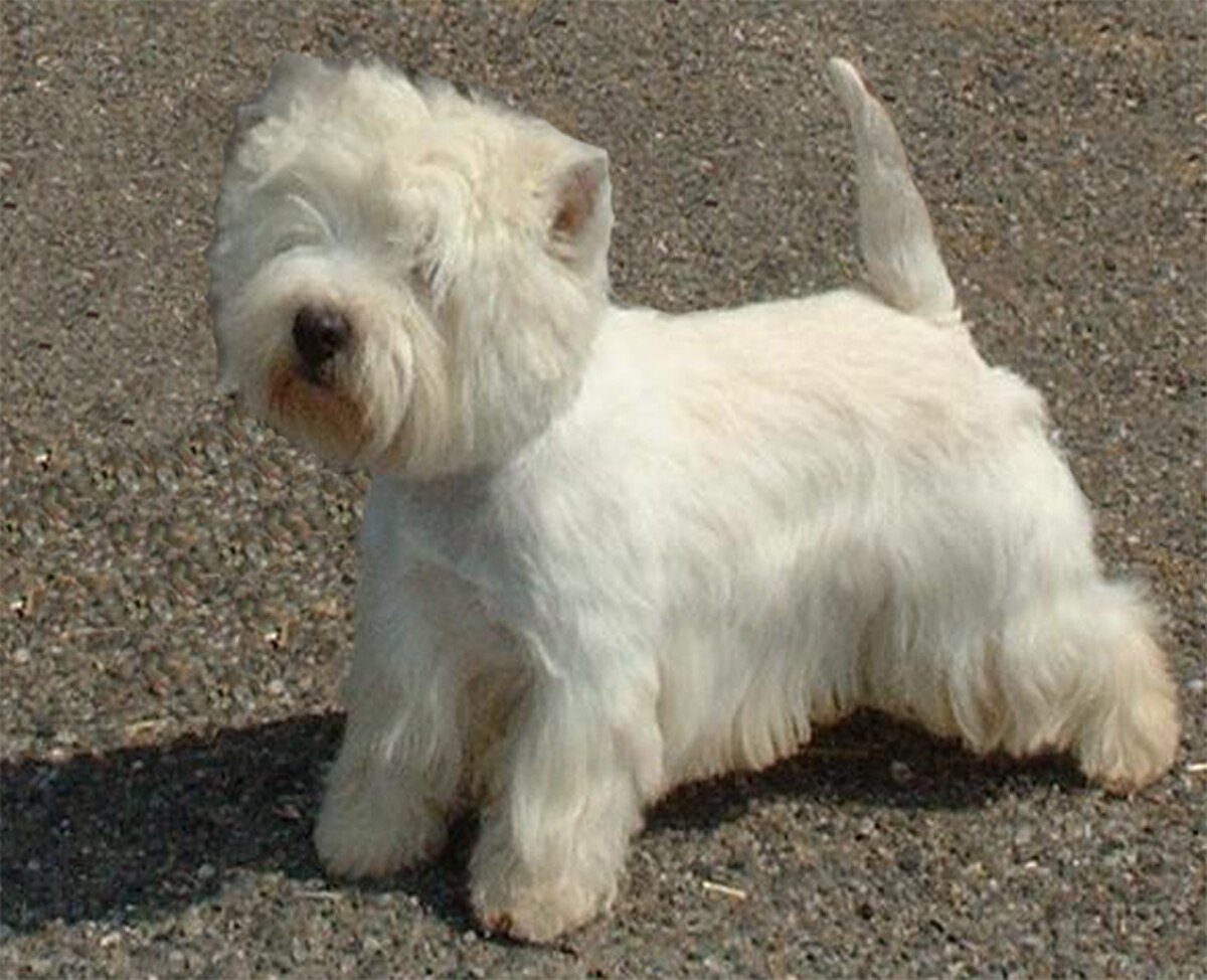 West Highland White Terrier
