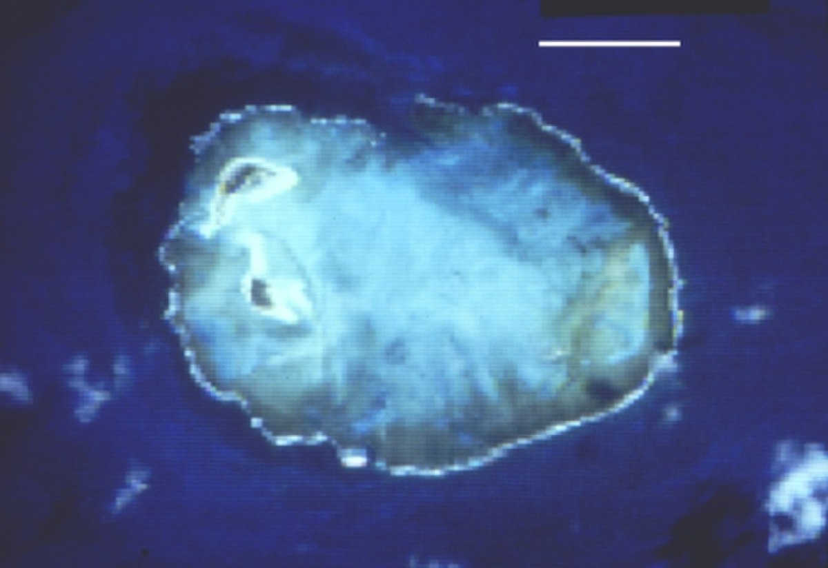 Atoll das Rocas