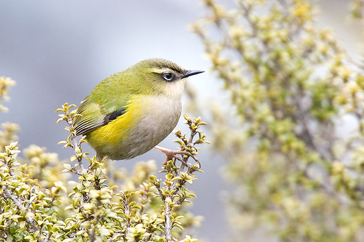 Passeriformes (classification phylogénétique)