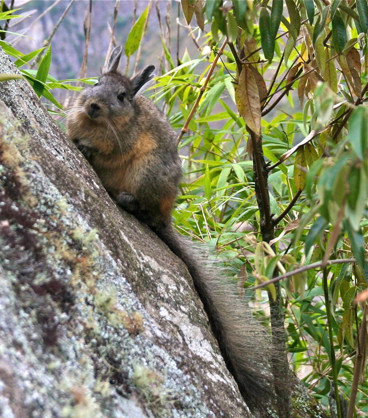 Lagidium peruanum