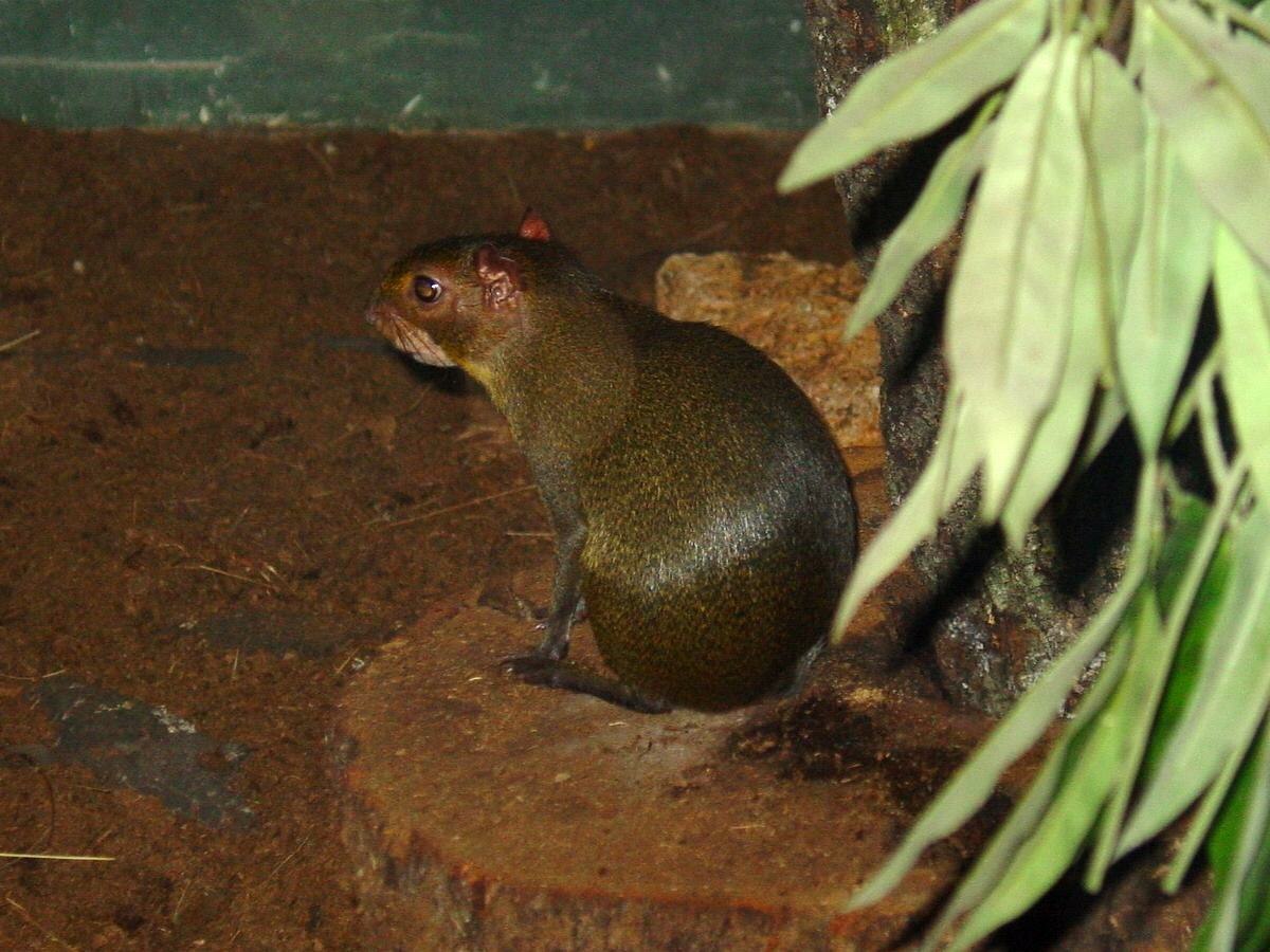 Dasyproctidae