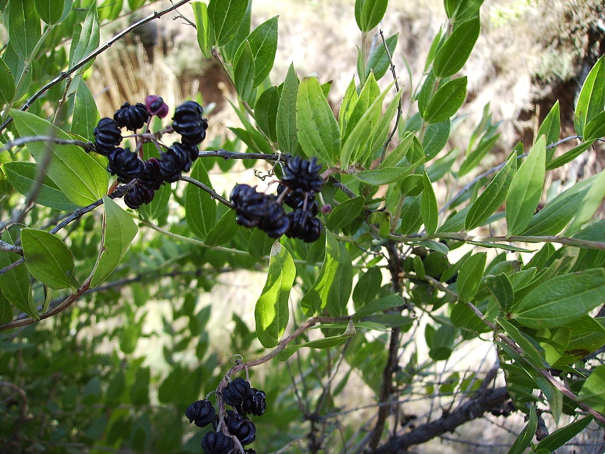 Coriariaceae