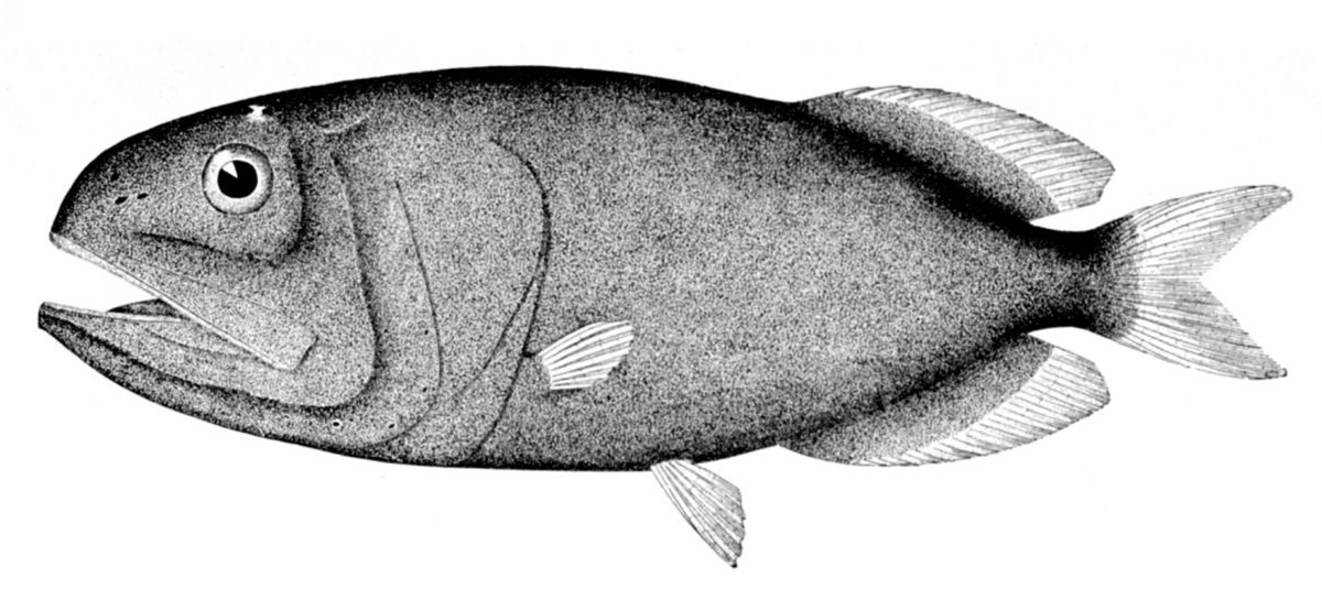 Rondeletia (poisson)