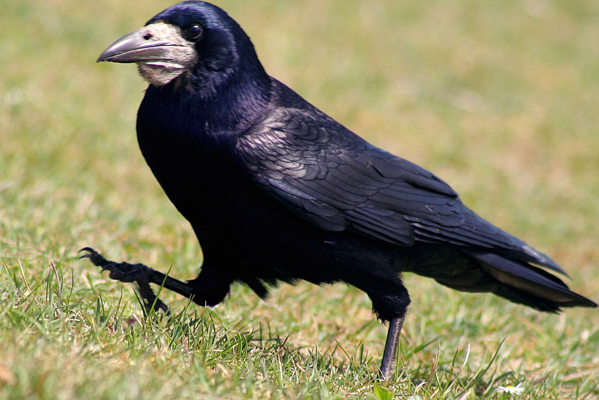 Corbeau freux