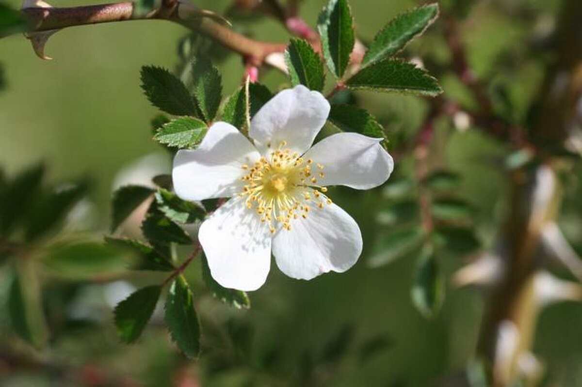 Rosa agrestis