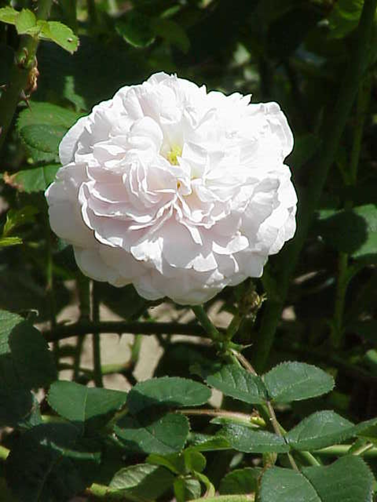 Rosa ×alba