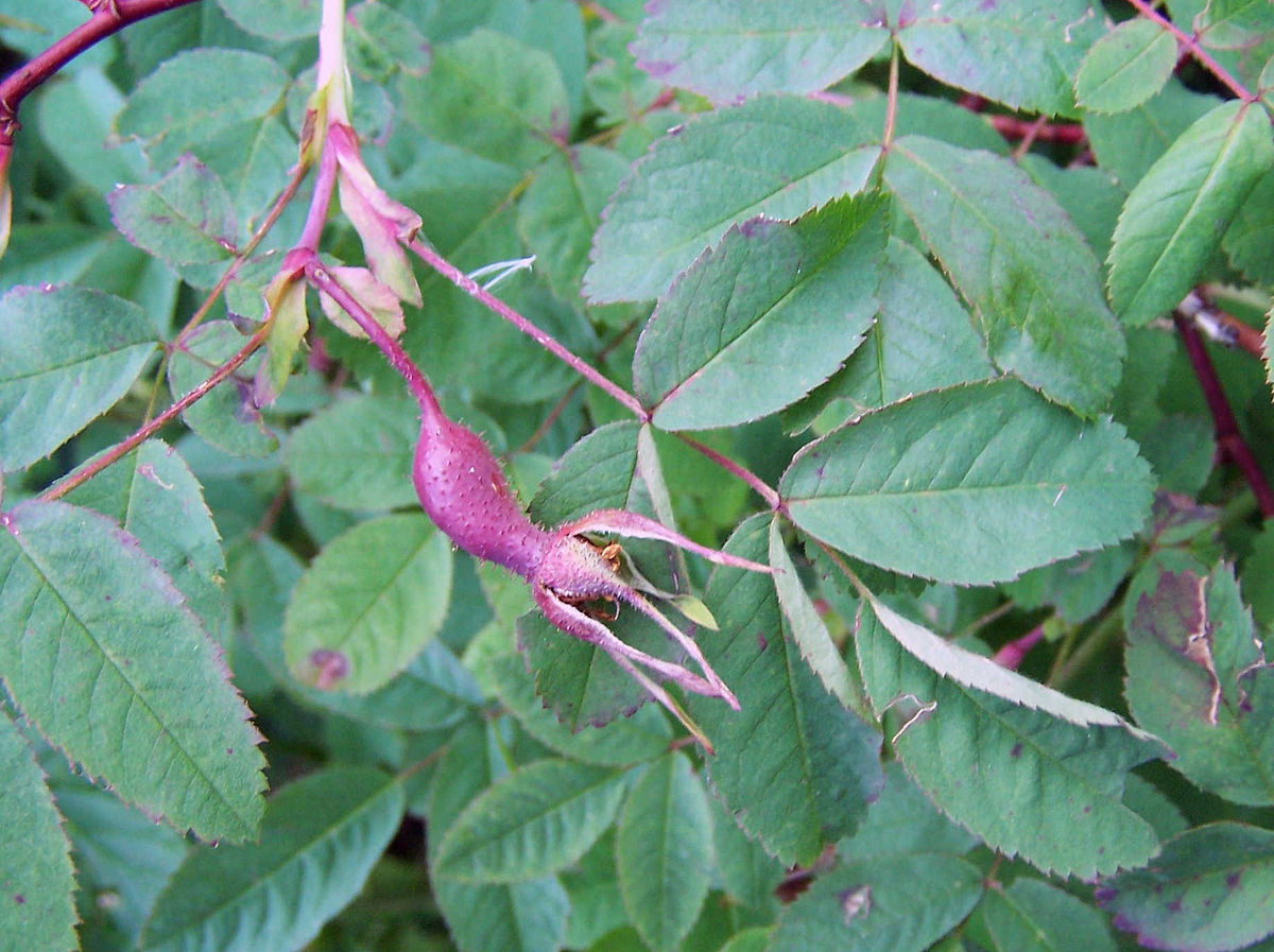 Fruit