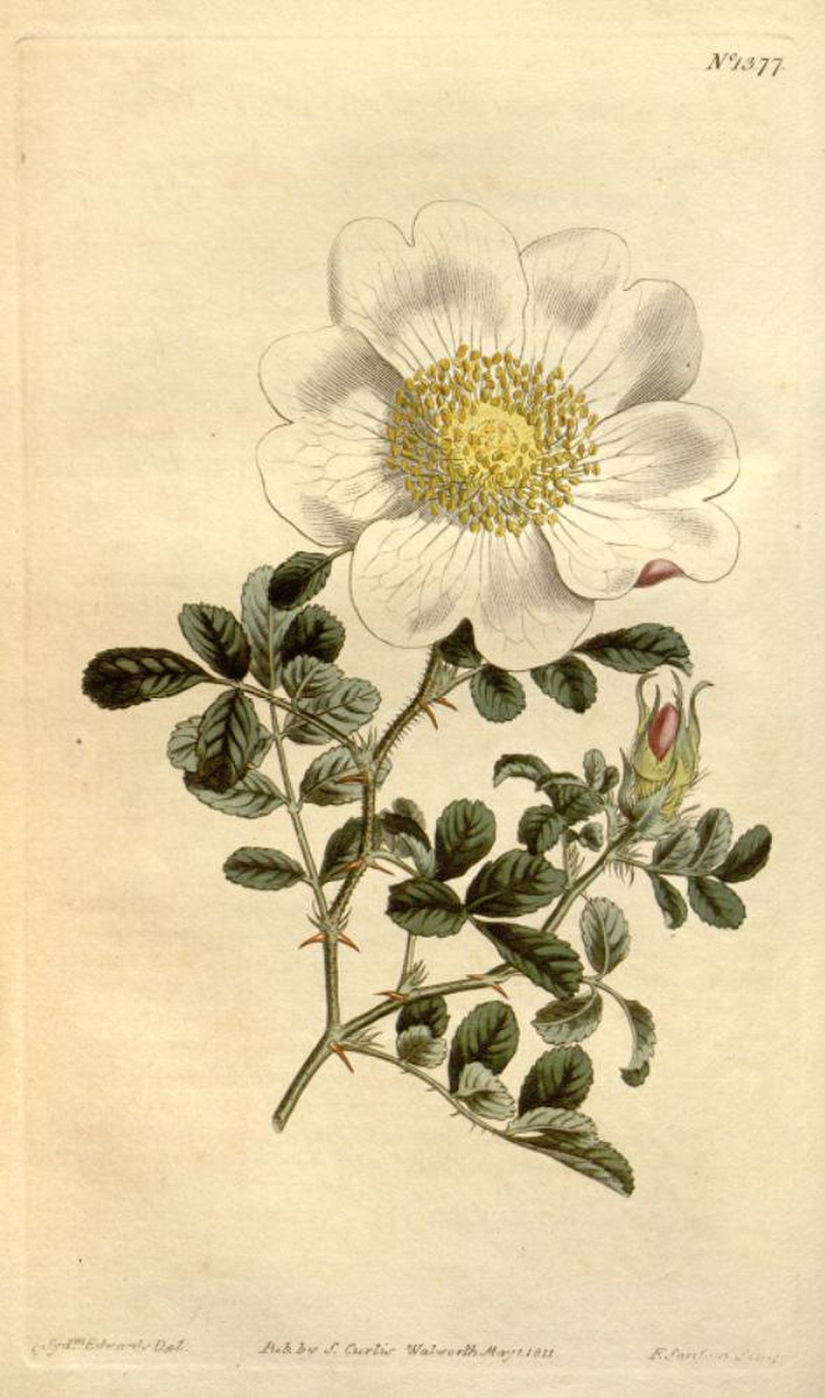 Rosa bracteata